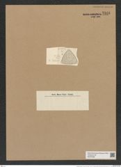Triceratium pardus A. Schm. (de-Toni-Nr.: Genus 140, Species 3850) Zeichnungen Sammlung Grunow Nr. 7348 (NHMW-BOT-W0376398)